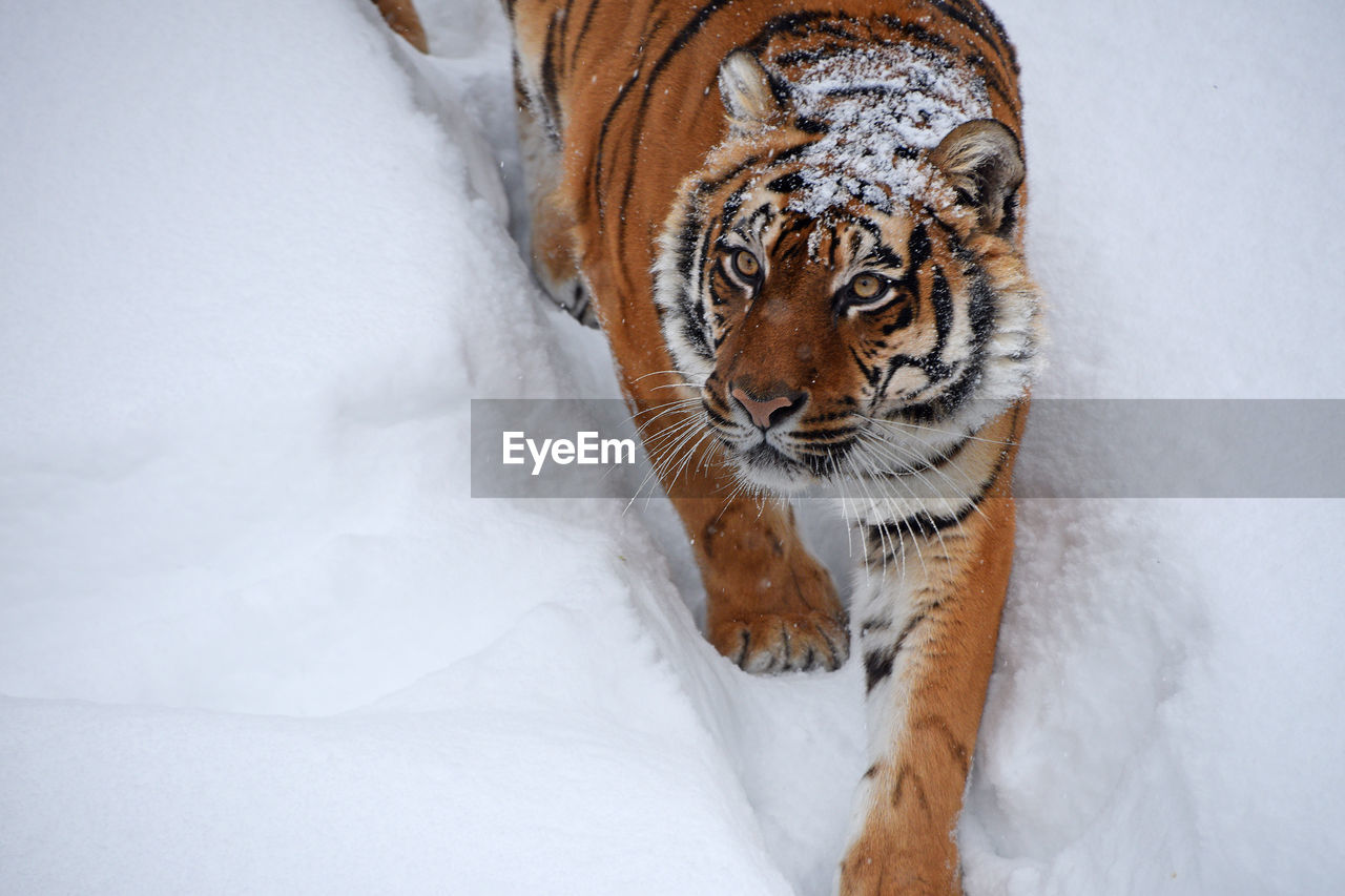 CLOSE-UP OF A CAT IN SNOW