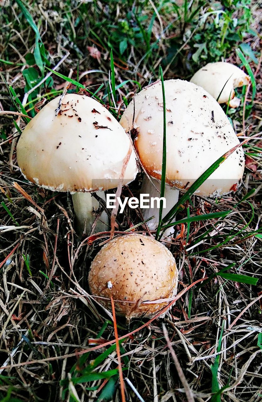 CLOSE-UP OF FLY AGARIC MUSHROOM