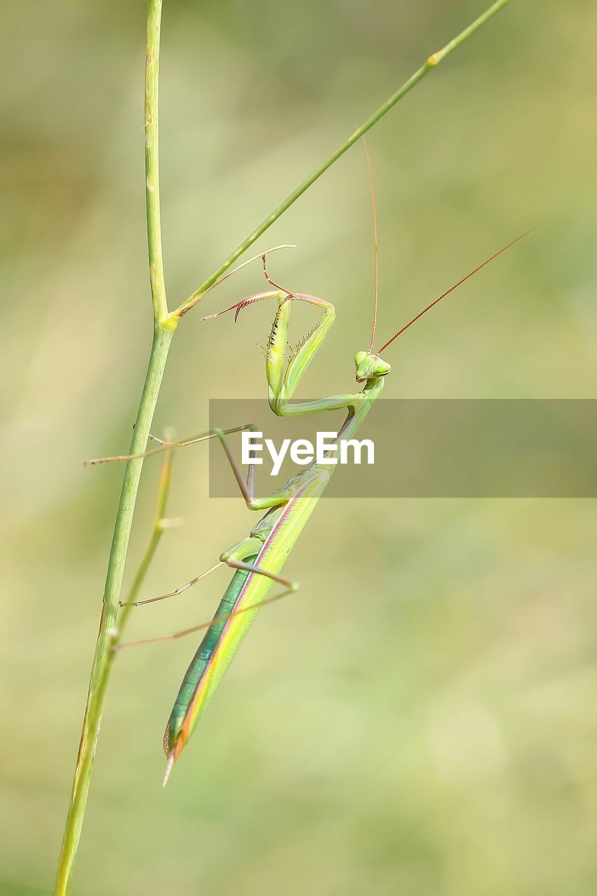 Close-up of praying mantis on plant