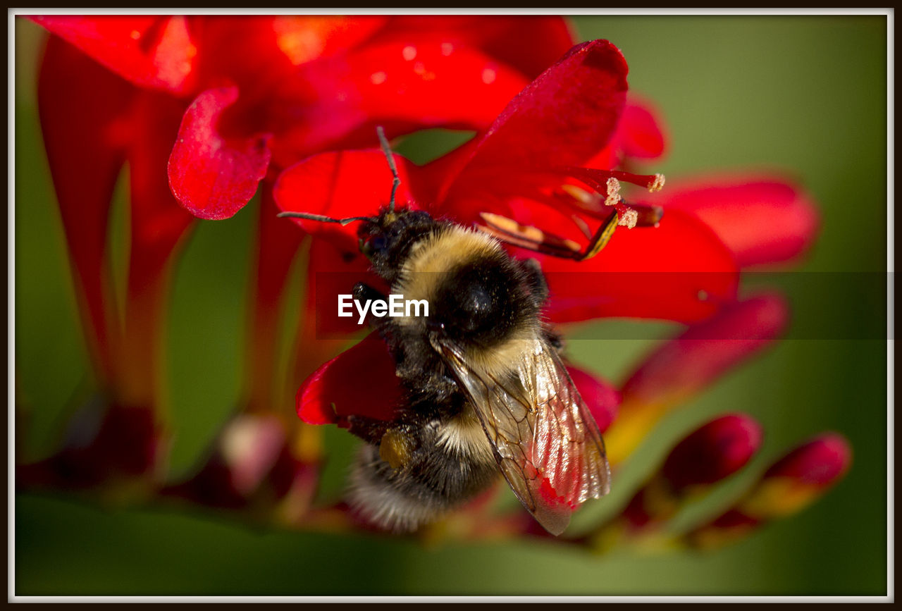 HONEY BEE ON RED FLOWER