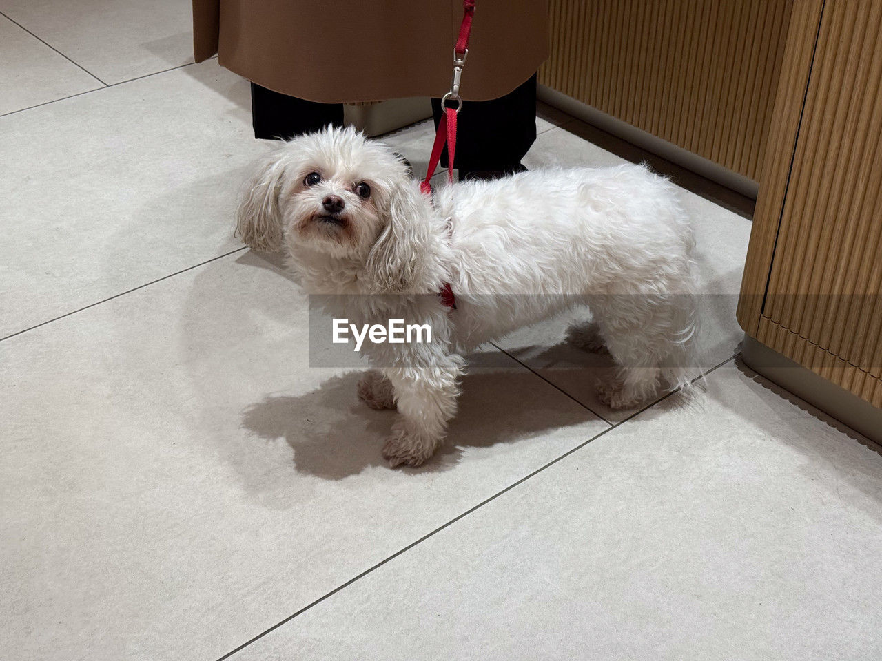 pet, domestic animals, one animal, animal themes, mammal, canine, dog, animal, lap dog, maltese, flooring, white, bichon, cute, terrier, tiled floor, leash, portrait, indoors, tile, looking at camera, no people, animal hair, west highland white terrier, havanese