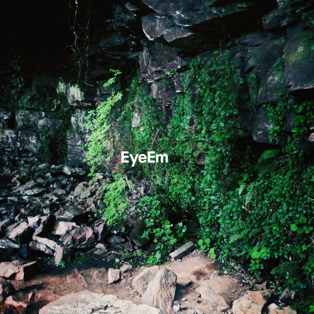 PLANTS GROWING ON ROCKS