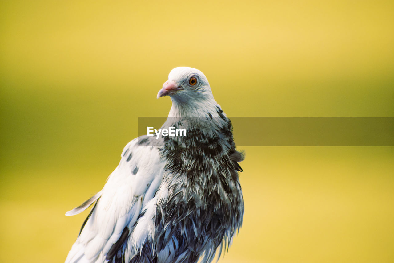 close-up of bird against yellow background