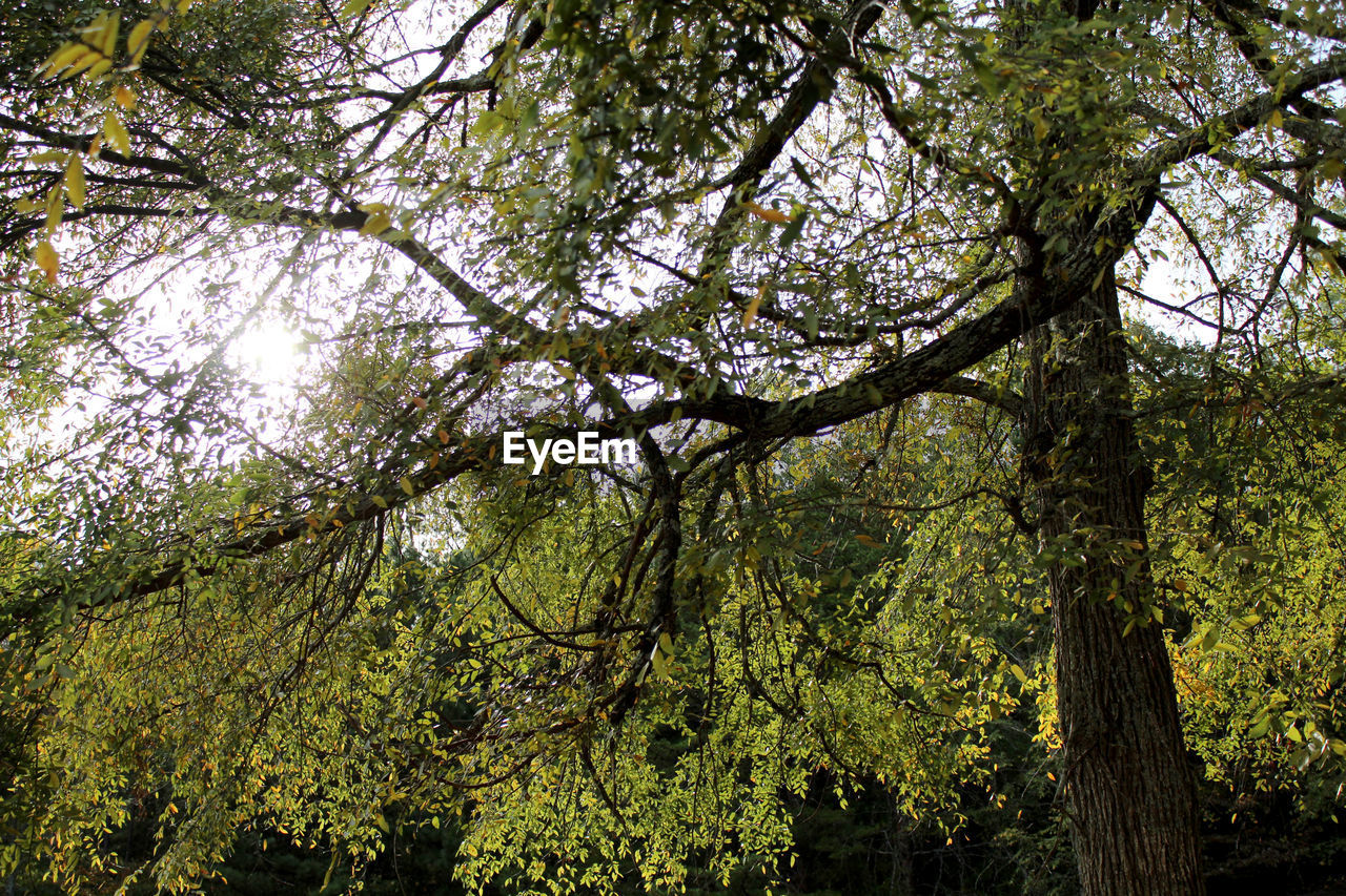 Low angle view of trees in forest against sky