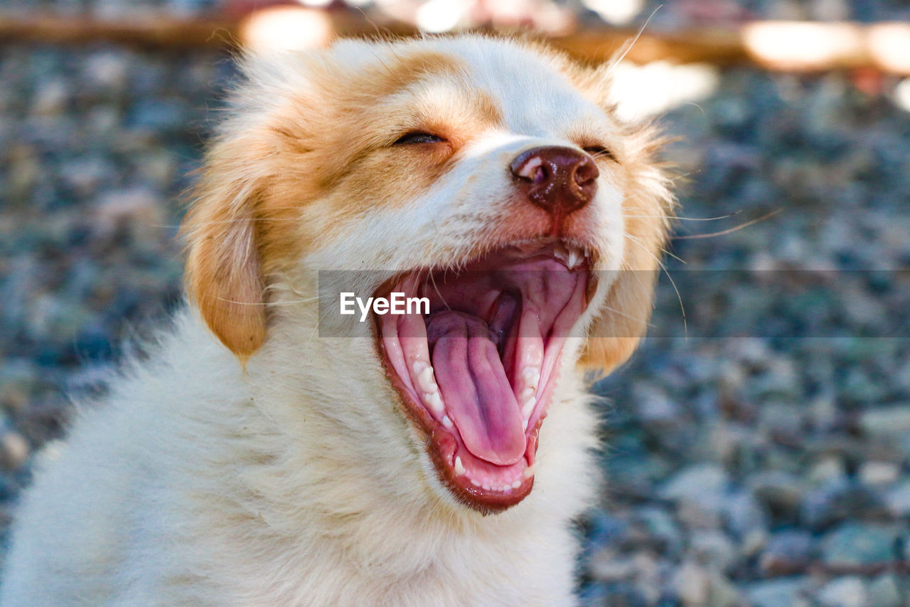 Close-up of dog looking up