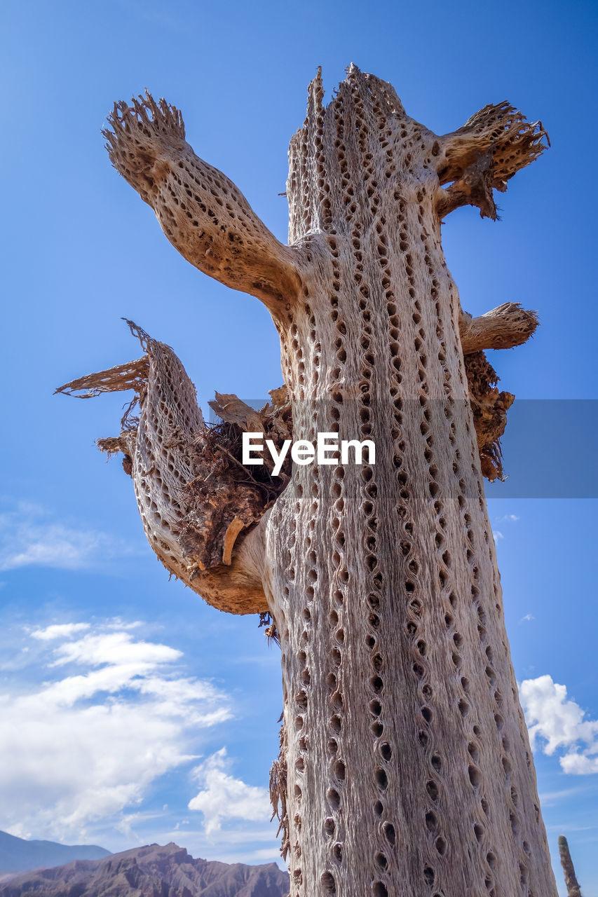 LOW ANGLE VIEW OF A LIZARD ON ROCK