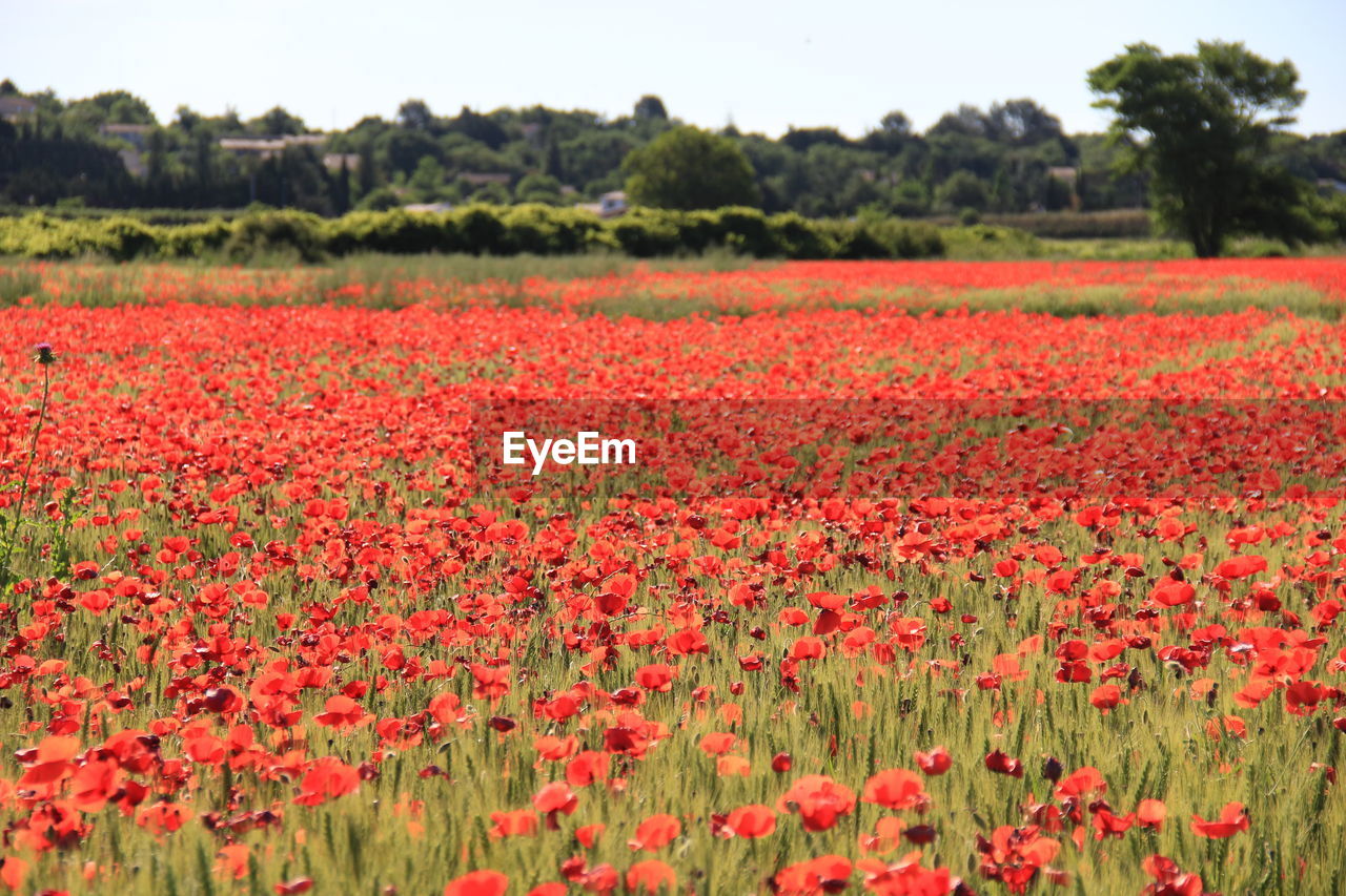 SCENIC VIEW OF RED FLOWERING FIELD
