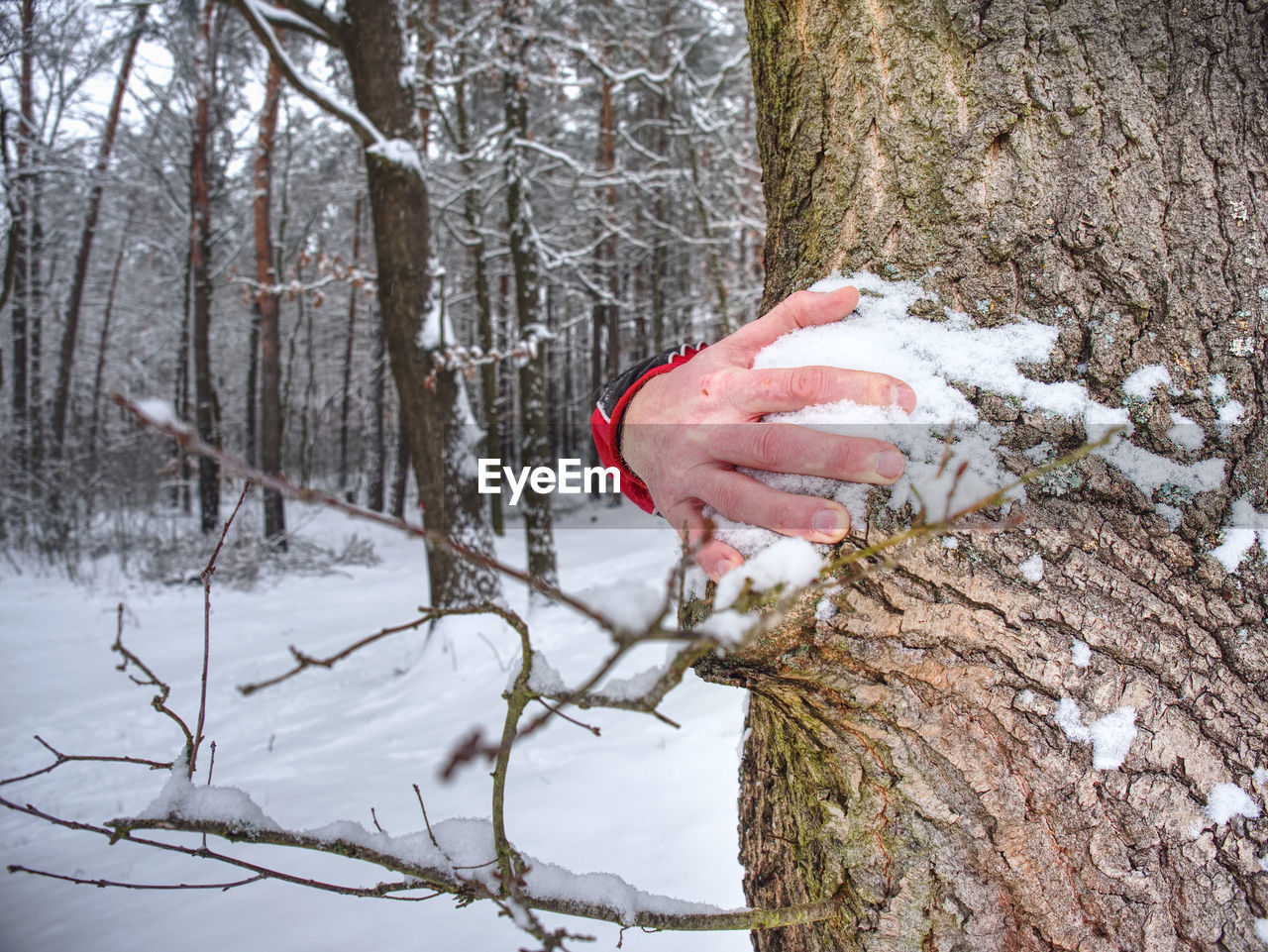 Man holds tree trunk with the frozen bark covered with fresh sticky snow. winter walk in forest.