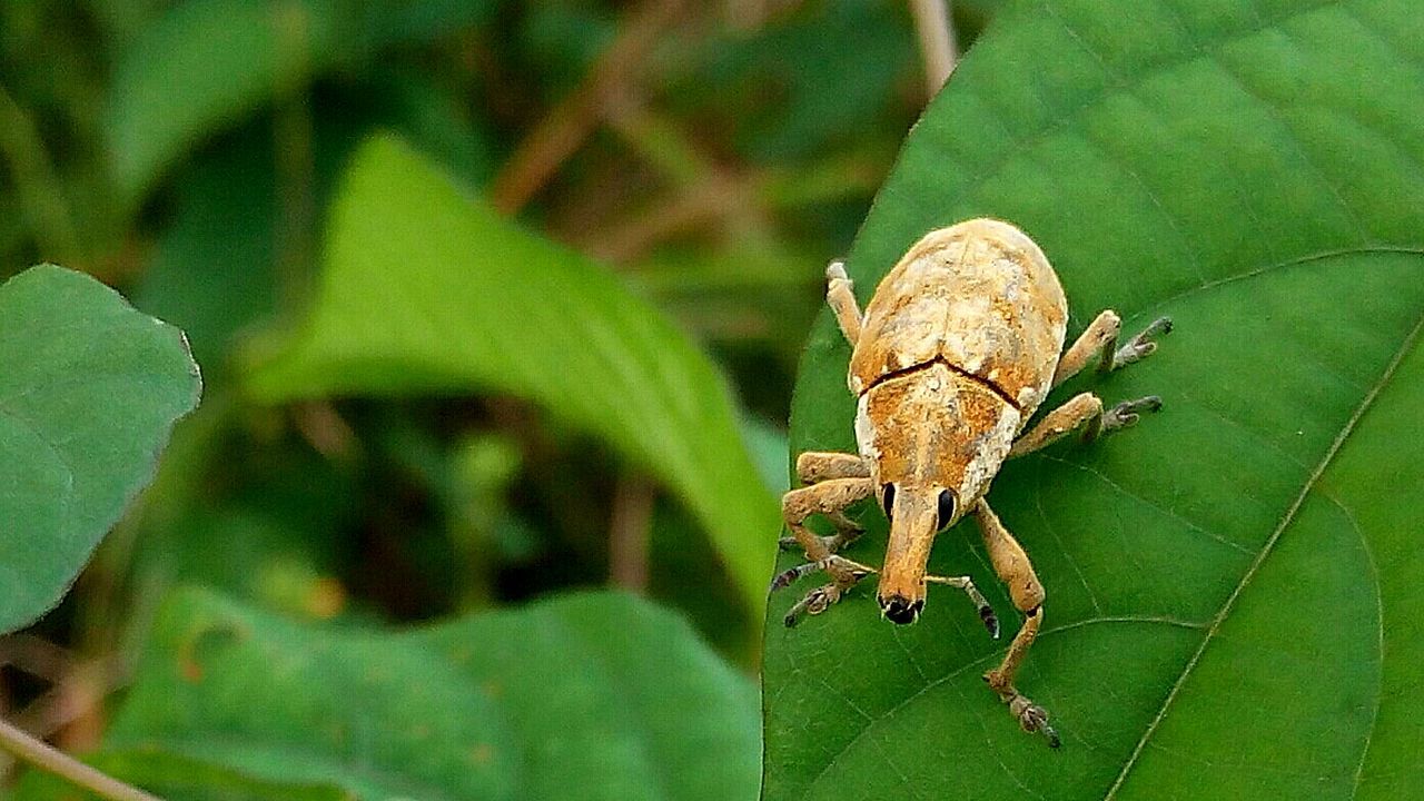 CLOSE-UP OF GRASSHOPPER ON PLANT