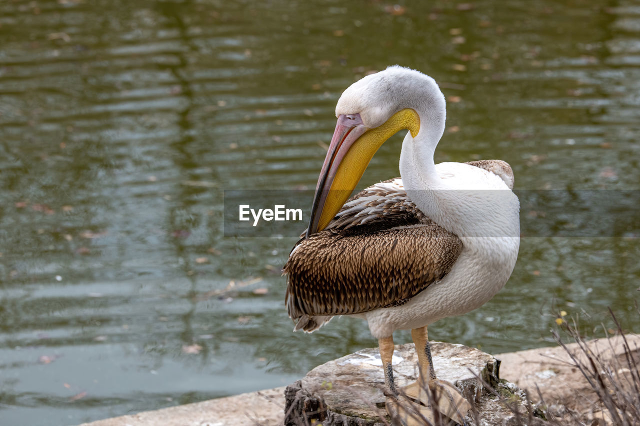 Pelican perching by lake