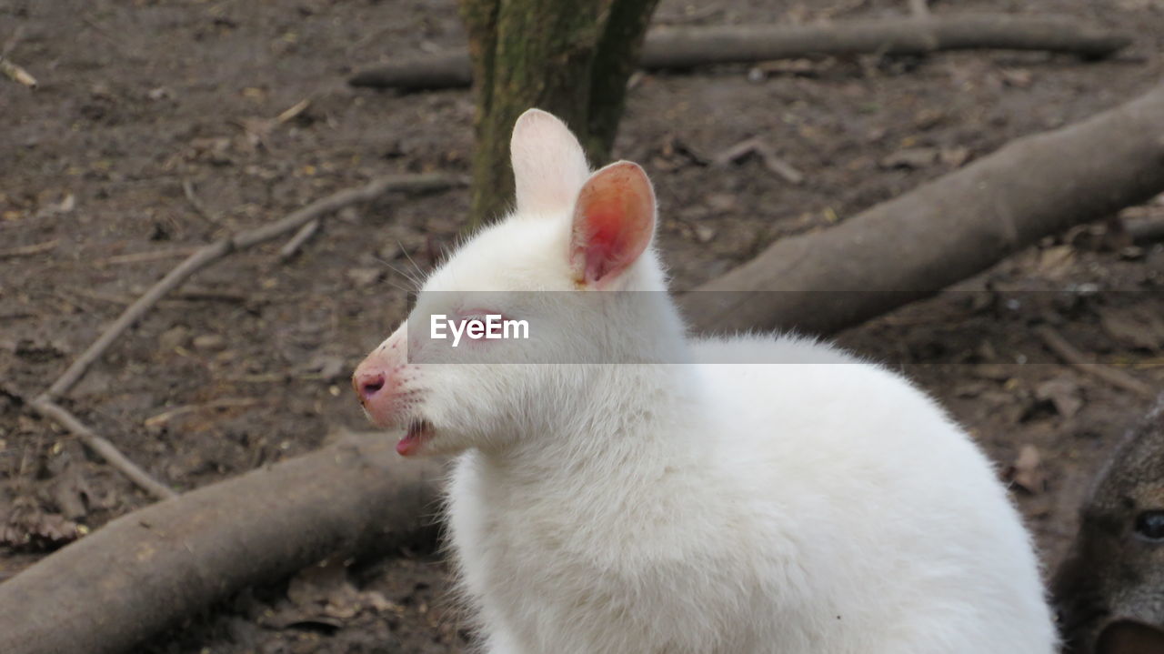 CLOSE-UP OF SHEEP