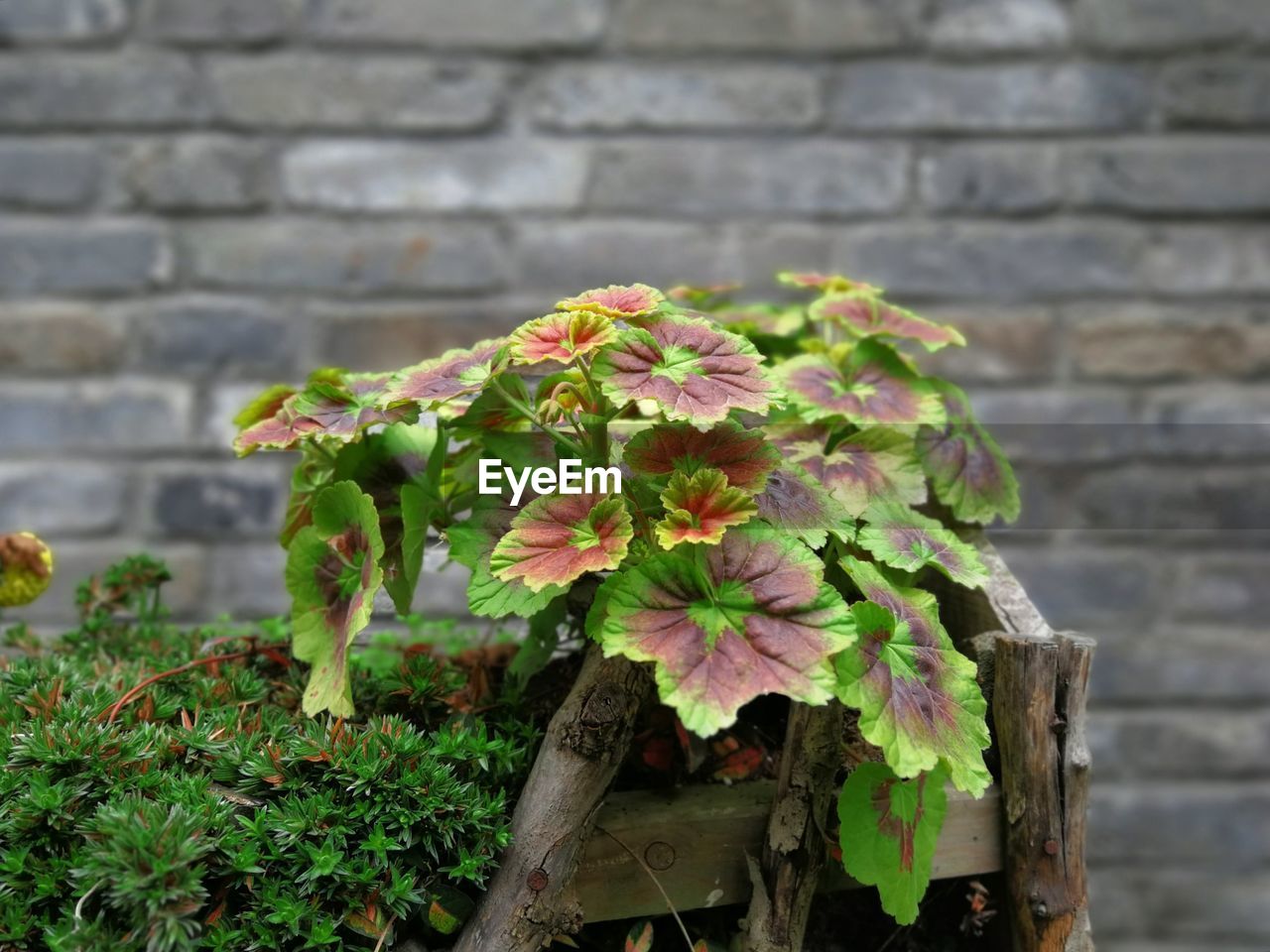 CLOSE-UP OF PLANT ON WALL