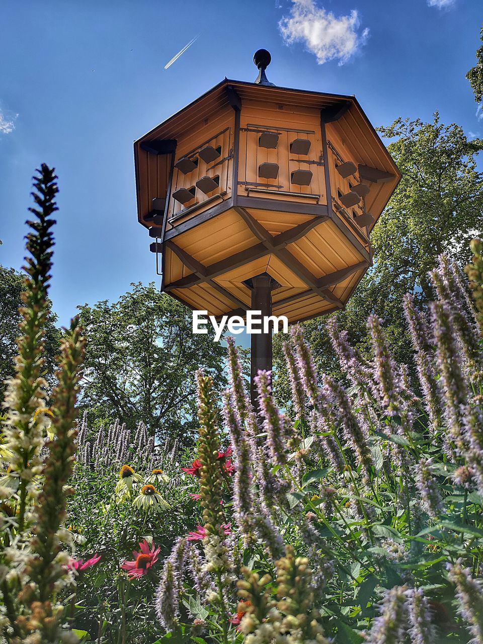 LOW ANGLE VIEW OF TREES AND PLANTS AGAINST SKY