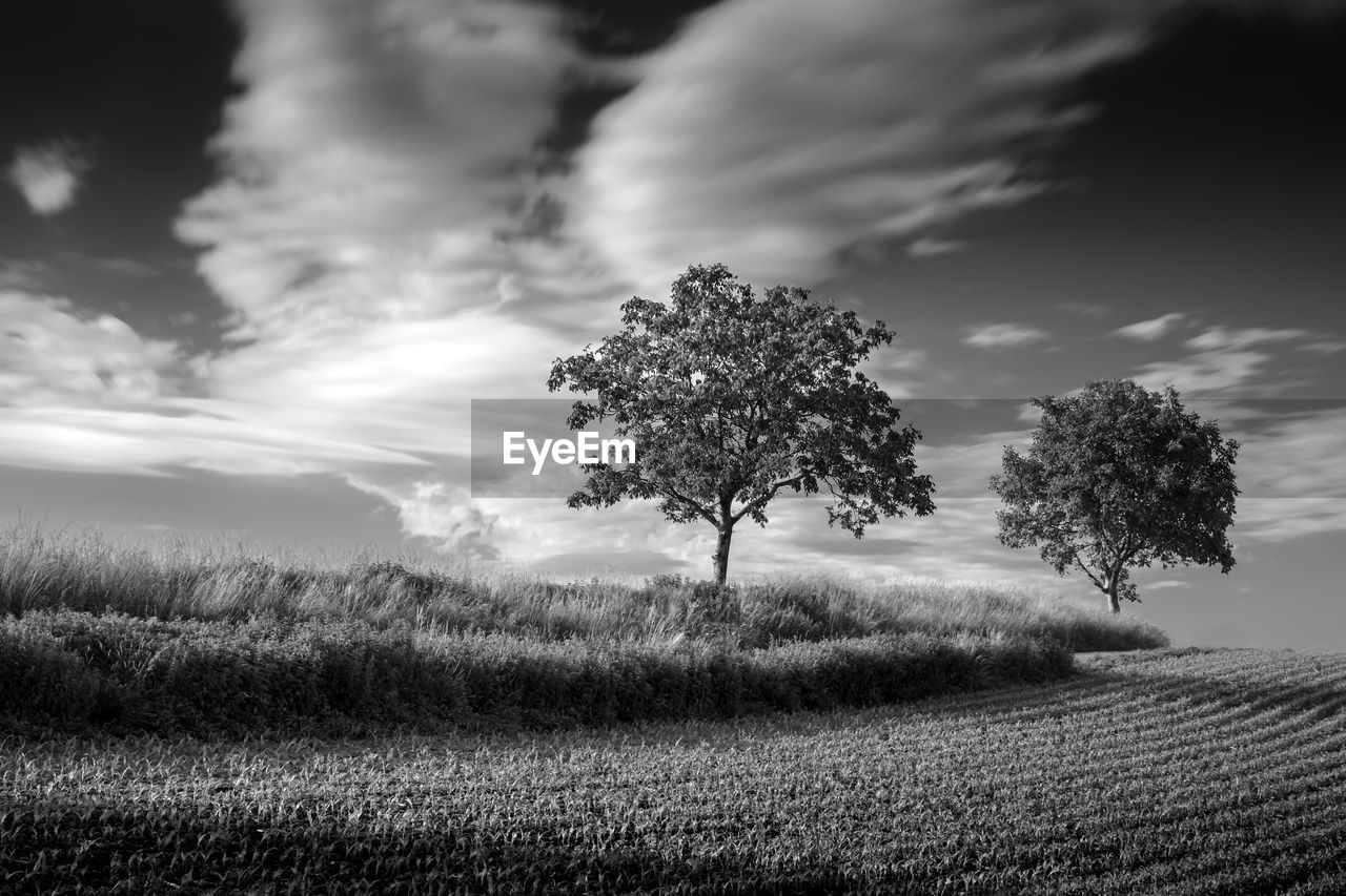 Tree on field against sky