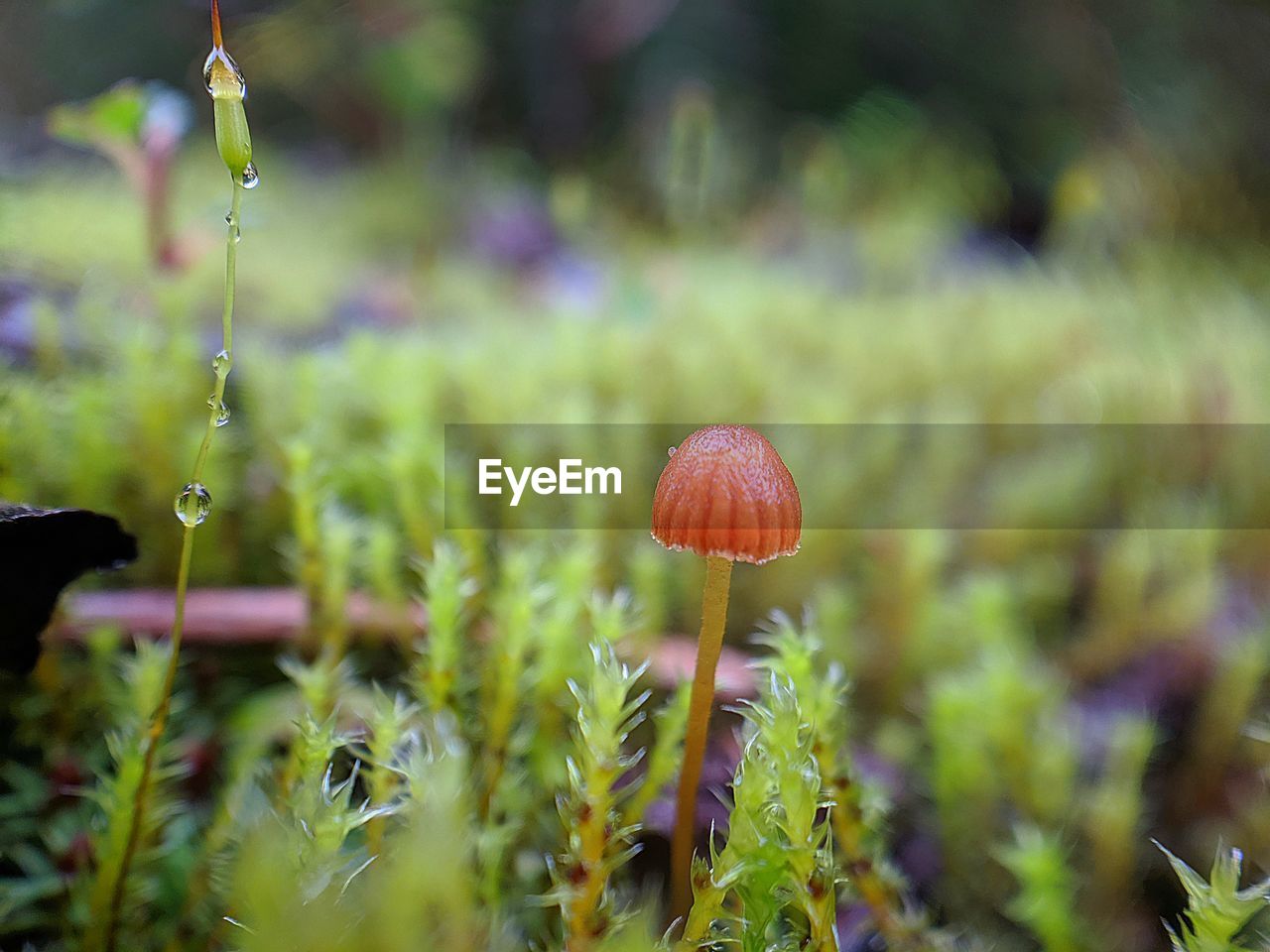 CLOSE-UP OF MUSHROOMS GROWING ON FIELD