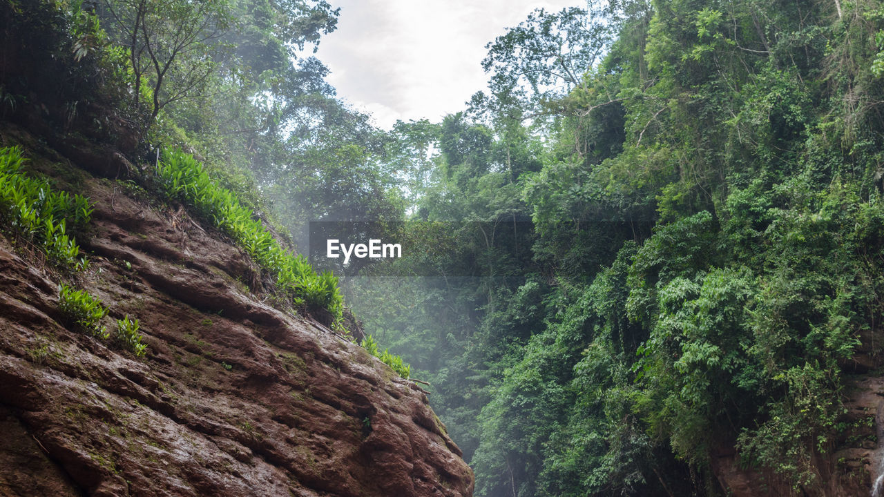 Scenic view of forest