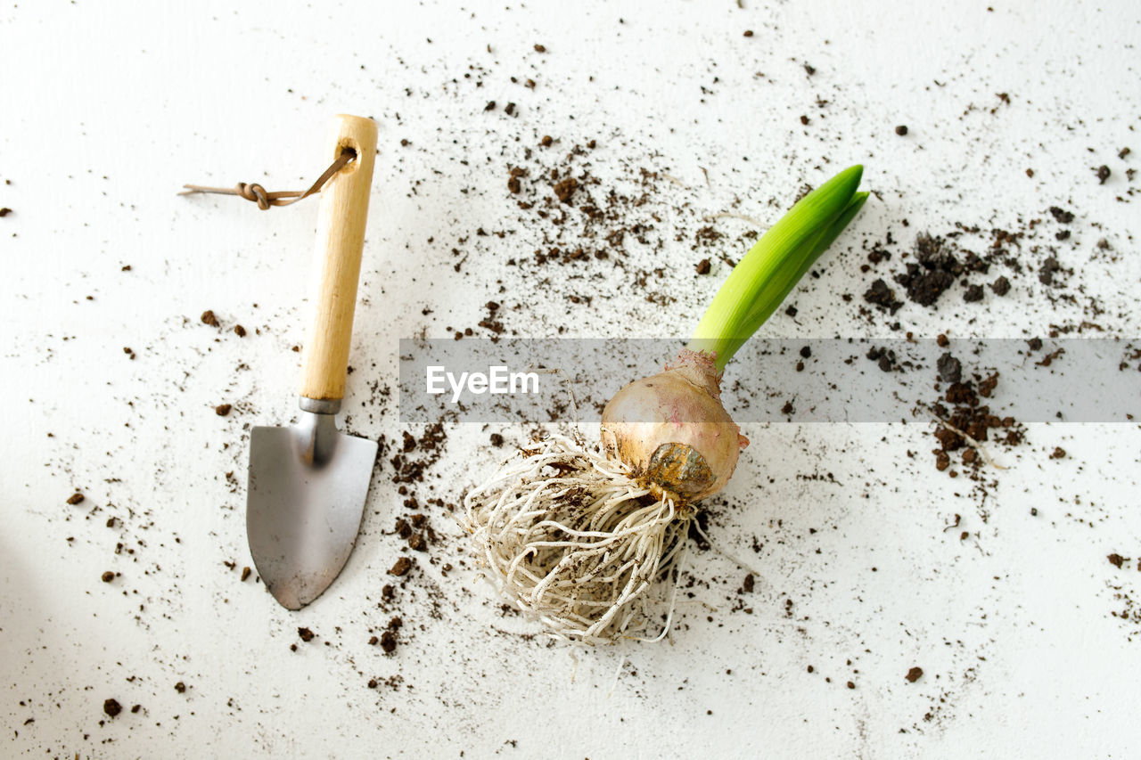 A small garden shovel for indoor plants and hyacinth bulb