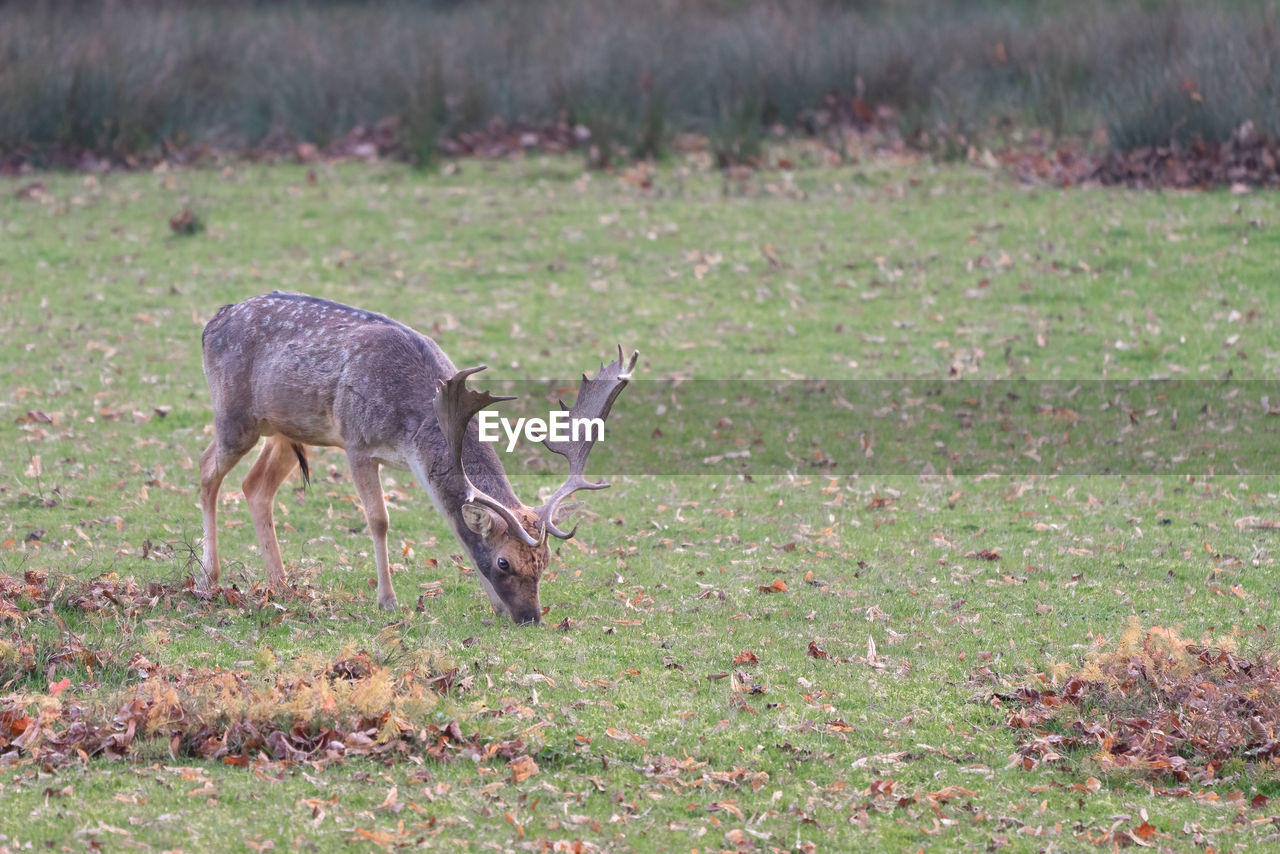 side view of deer standing on field