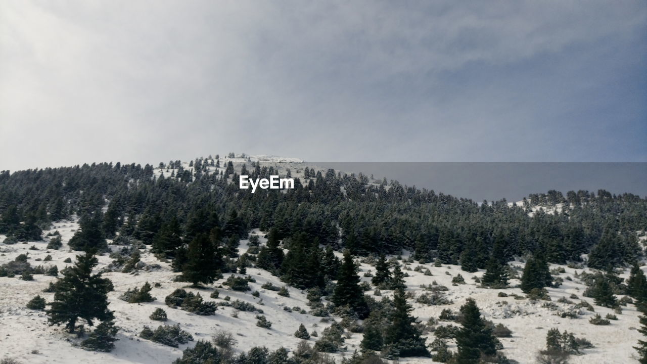 Trees against sky during winter