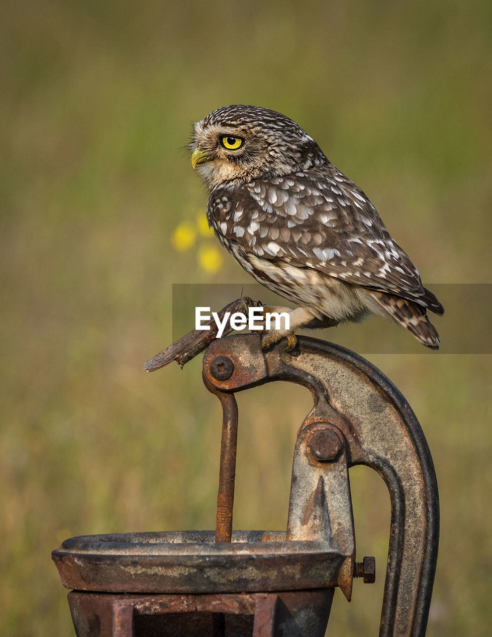 Owl perching on metal