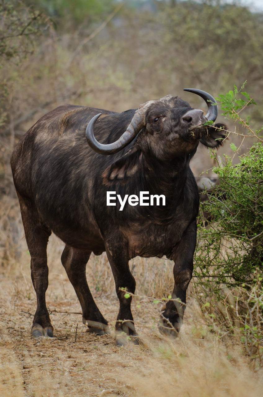 African cape buffalo, africa