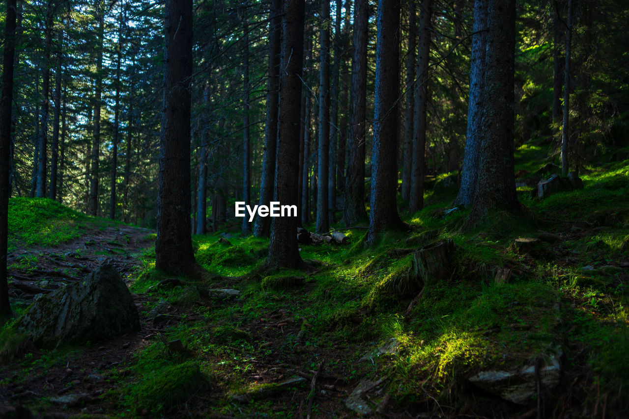 SCENIC VIEW OF TREES IN FOREST