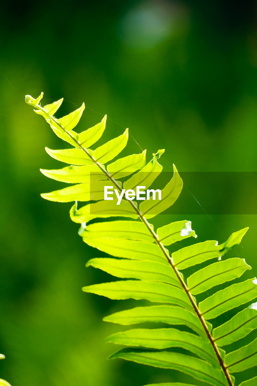 Close-up of fern leaf