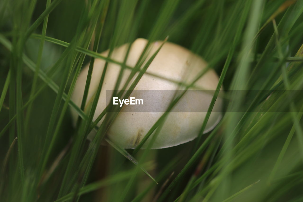Close-up of mushroom growing amidst grass