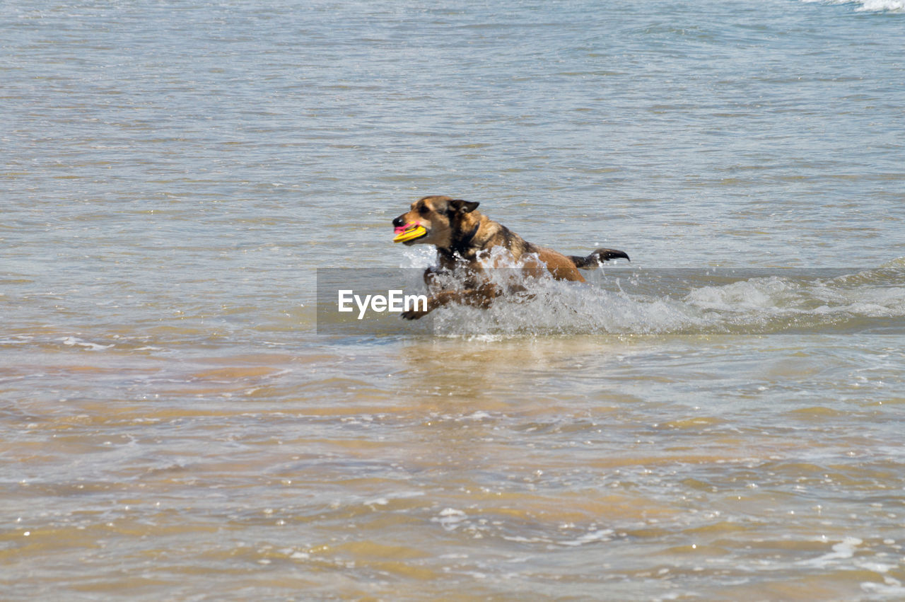 DOG RUNNING IN WATER