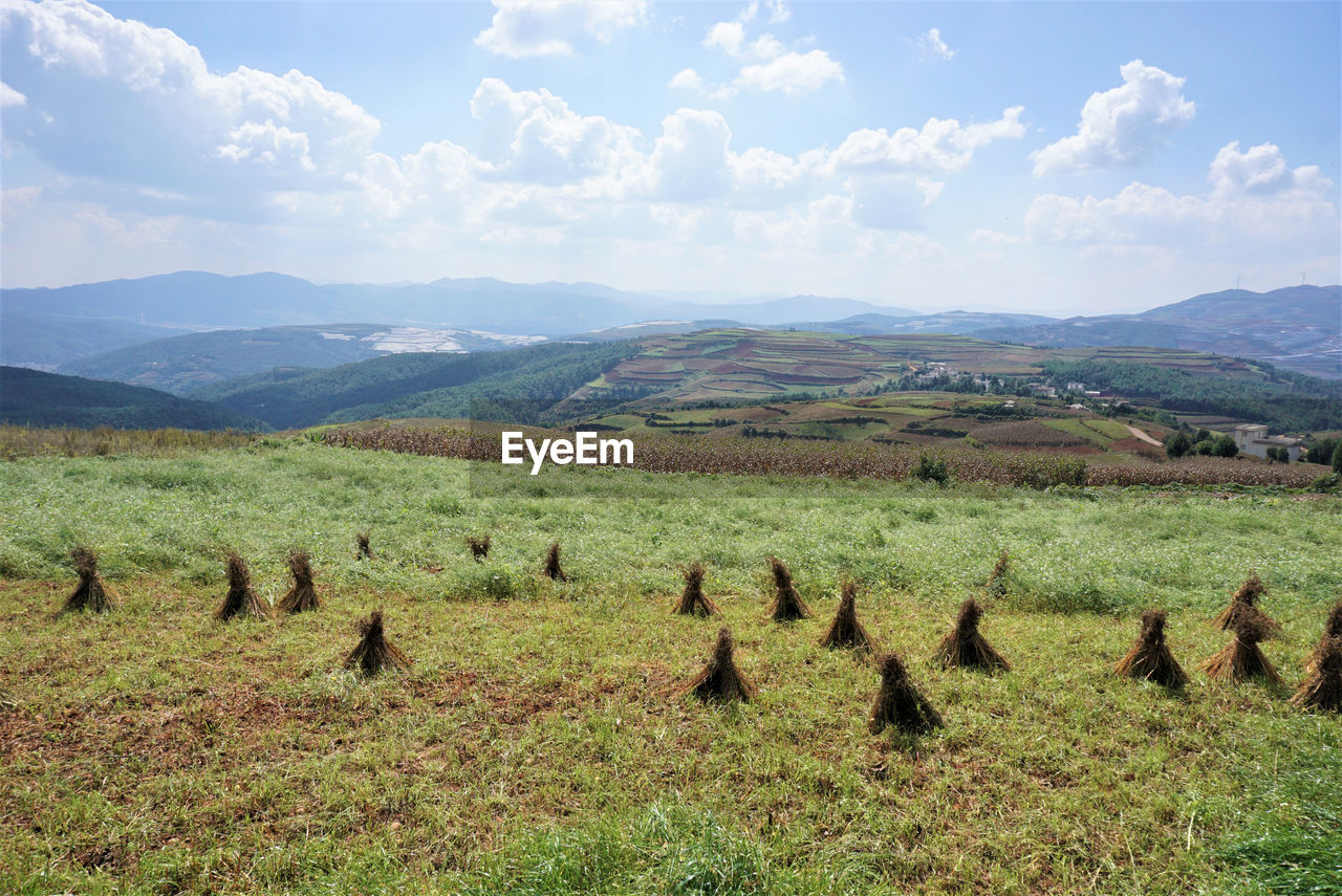 SCENIC VIEW OF GRASSY FIELD AGAINST SKY