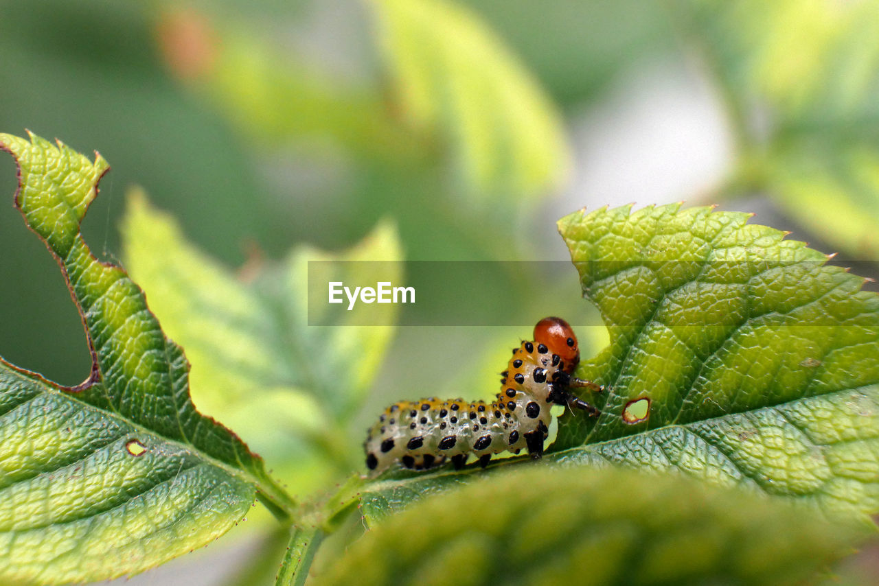 Close-up of insect on leaf