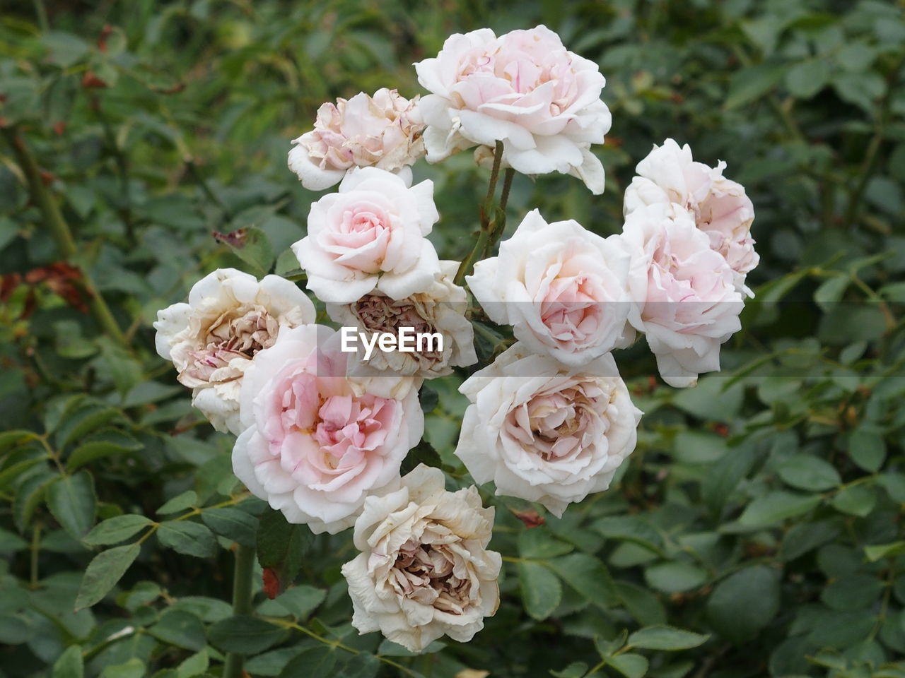 Close-up of roses blooming in garden