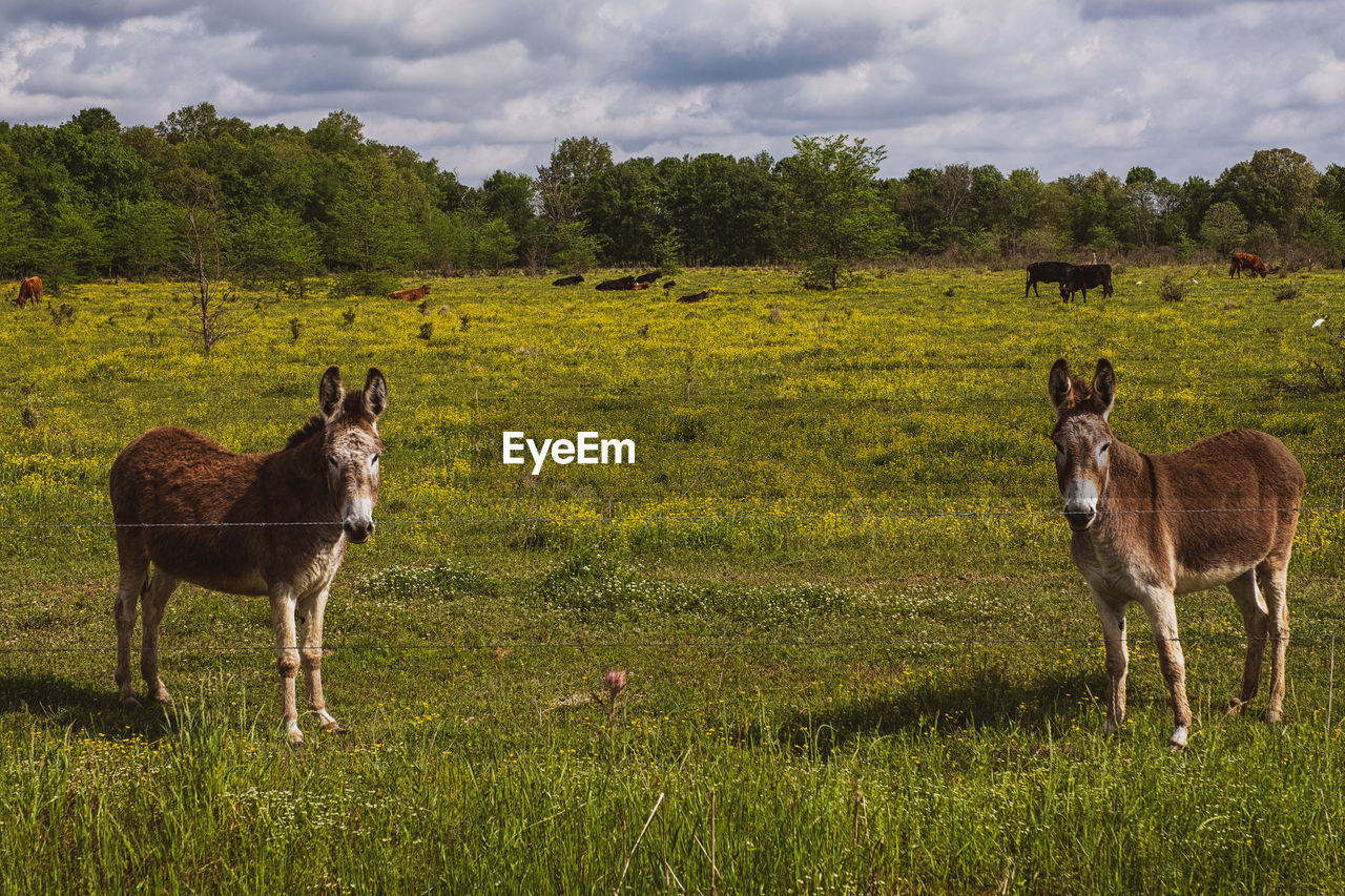 A pair of donkeys standing in a field
