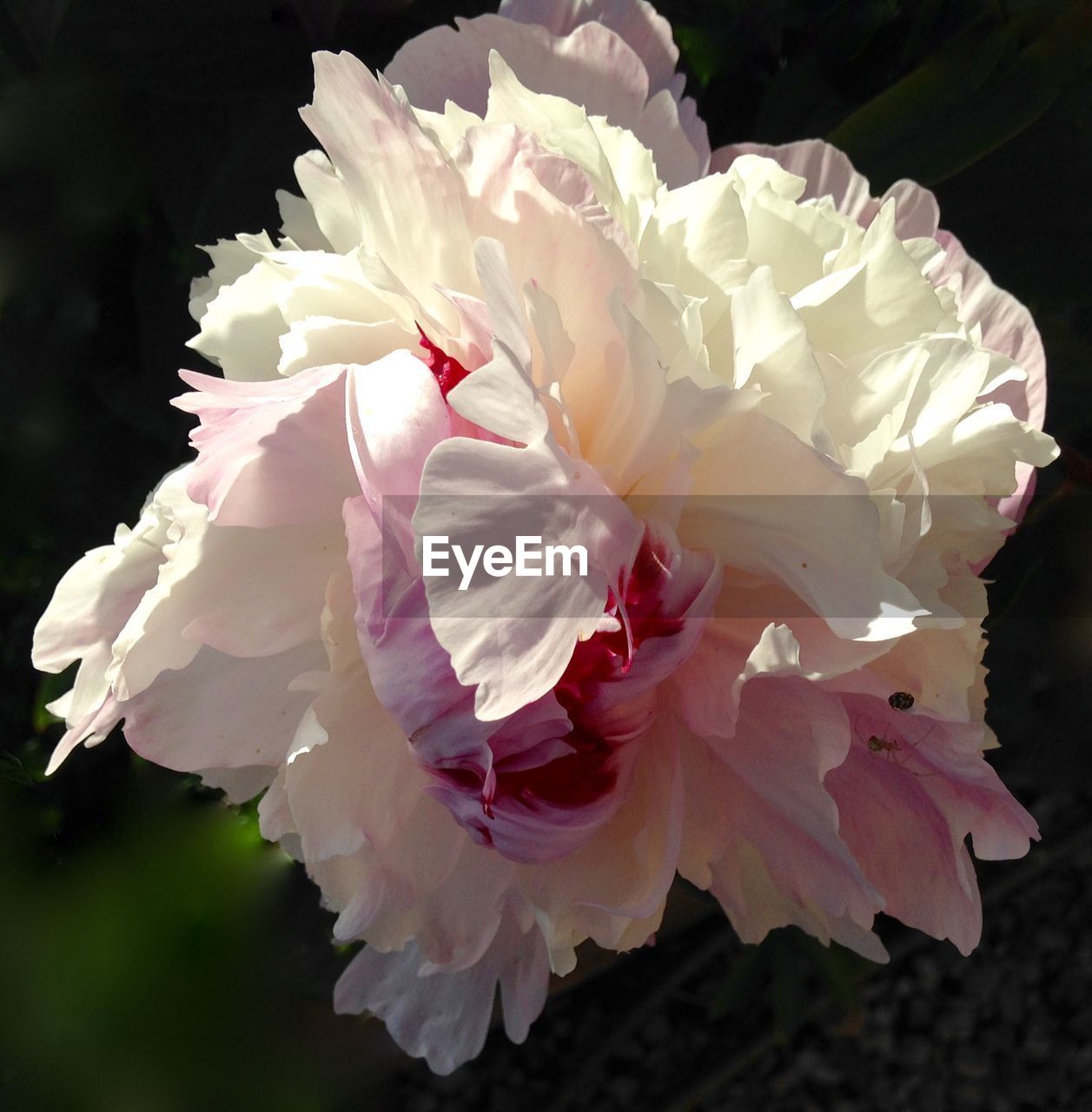 Close-up of peony blooming in garden