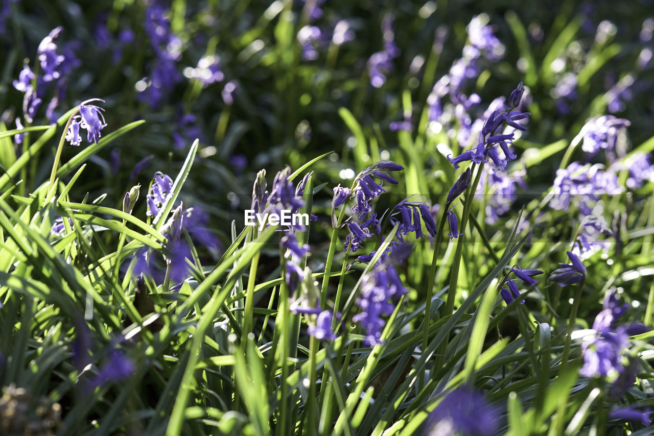 CLOSE-UP OF PURPLE FLOWERING PLANTS