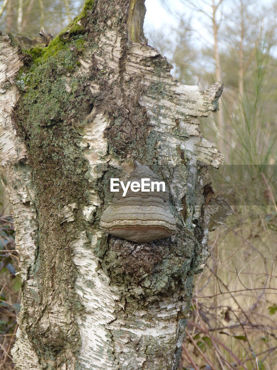 CLOSE UP OF TREE TRUNK