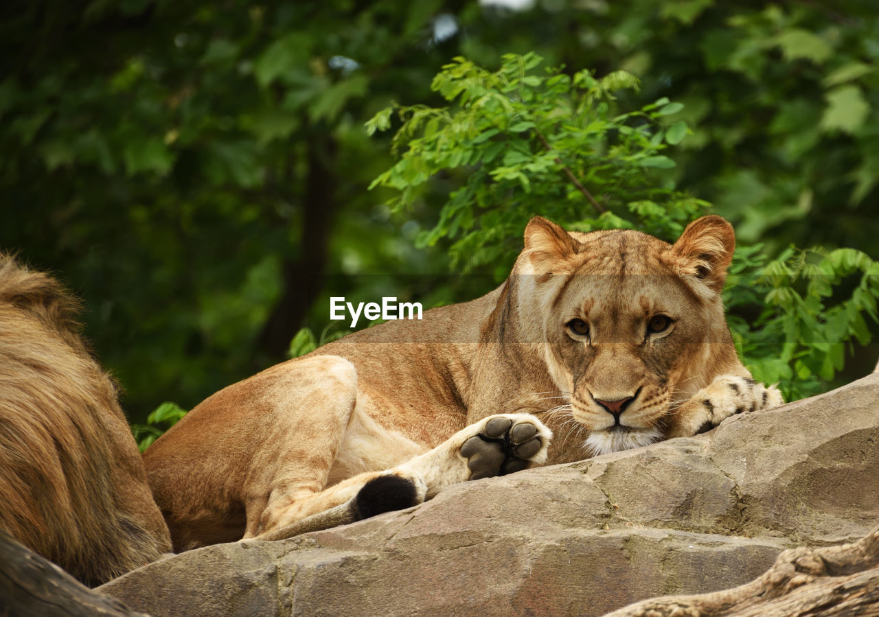 animal themes, animal, mammal, animal wildlife, feline, wildlife, cat, lion - feline, zoo, relaxation, group of animals, carnivora, lioness, big cat, nature, no people, tree, resting, felidae, safari, lying down, rock, day, two animals, outdoors, masai lion, pet, lion cub, plant, domestic animals, forest, focus on foreground, carnivore, young animal, cub