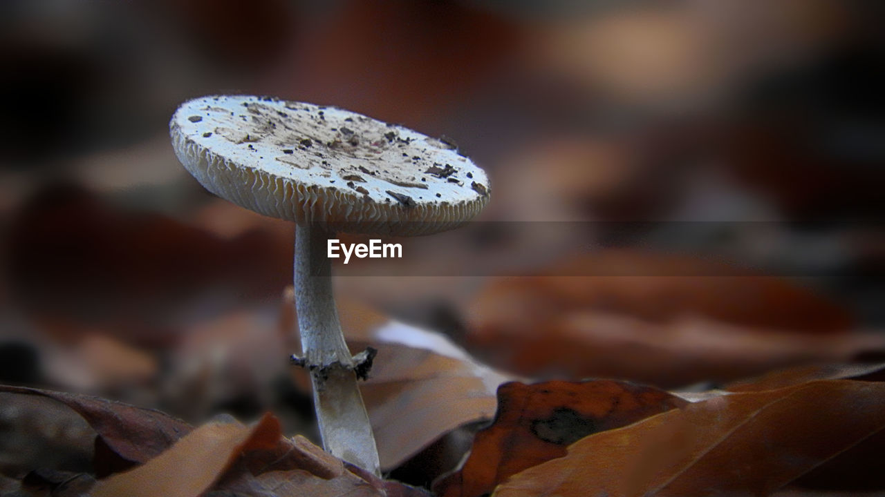 CLOSE-UP OF MUSHROOM GROWING ON GROUND