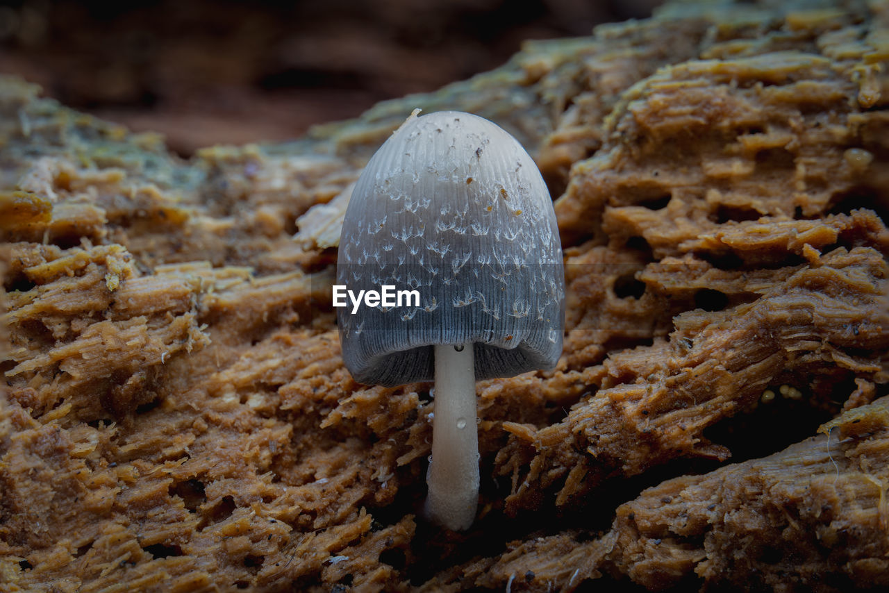 close-up of seashell on rock