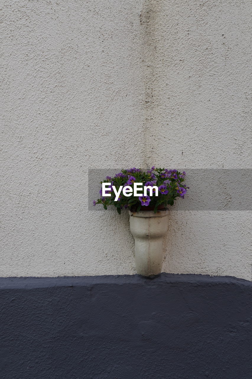 Close-up of flower pot against wall