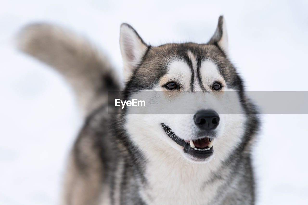 Close-up of dog standing on snow covered land