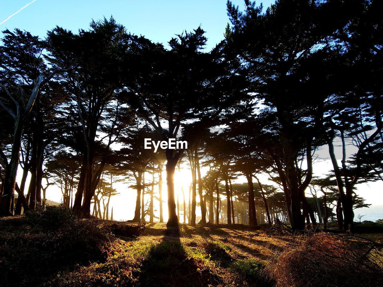 TREES ON FIELD AT SUNSET