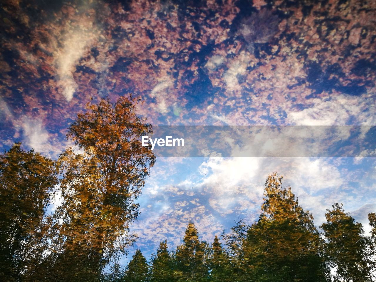 Low angle view of trees in forest against sky