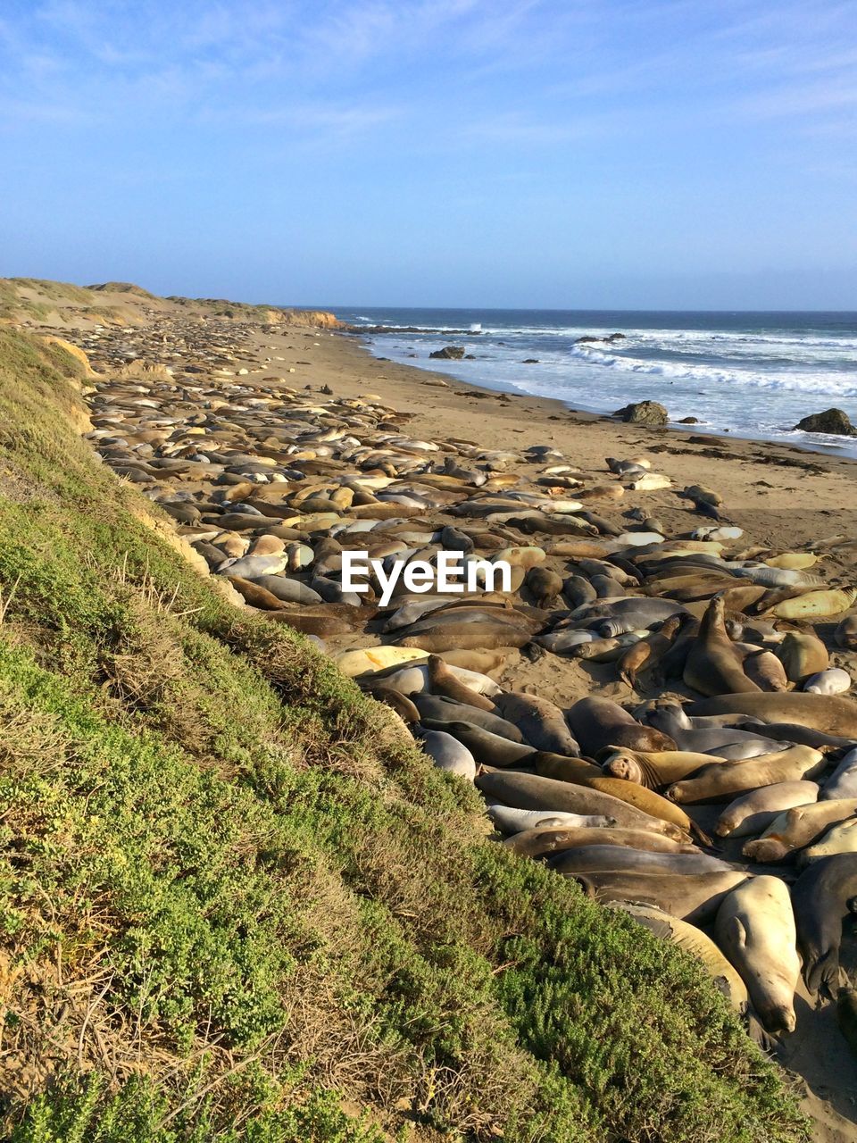 Seals on shore against calm blue sea