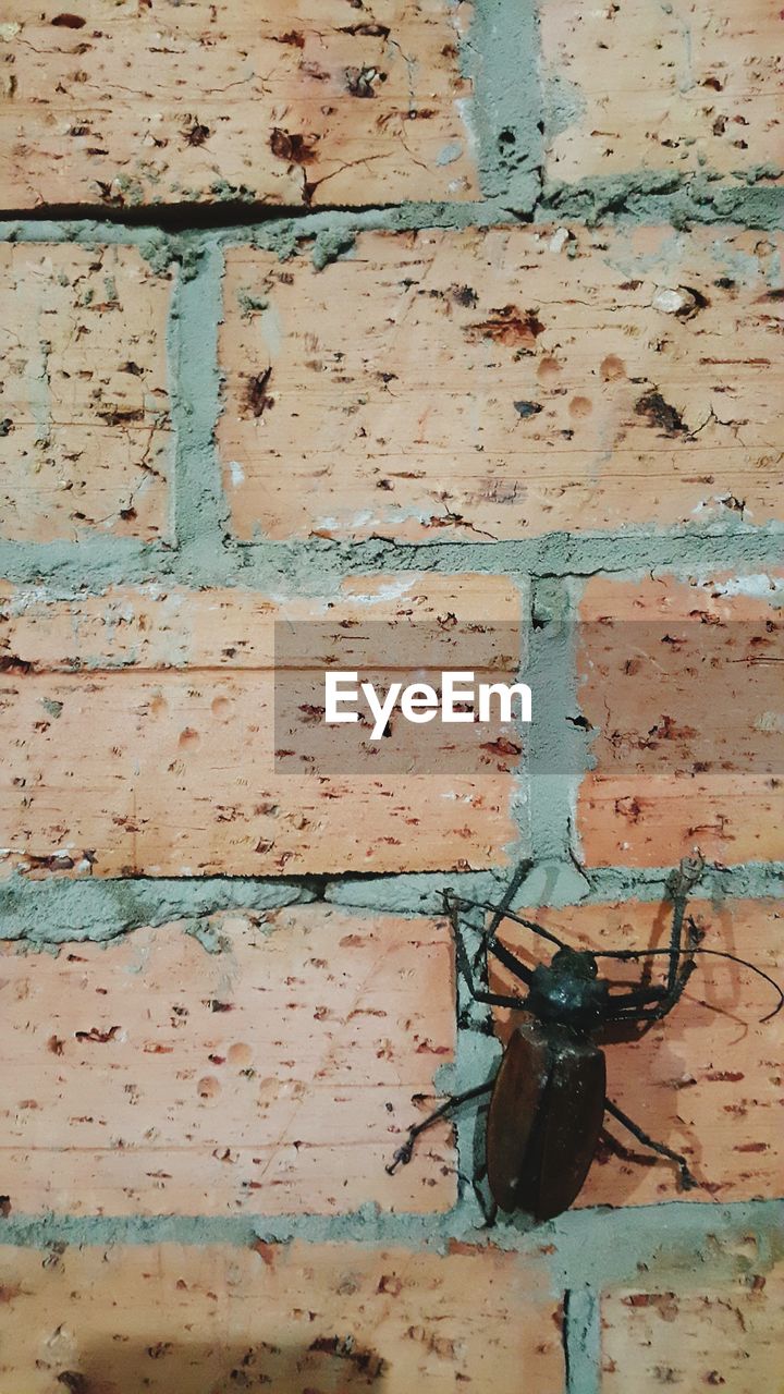 Close-up of beetle on brick wall