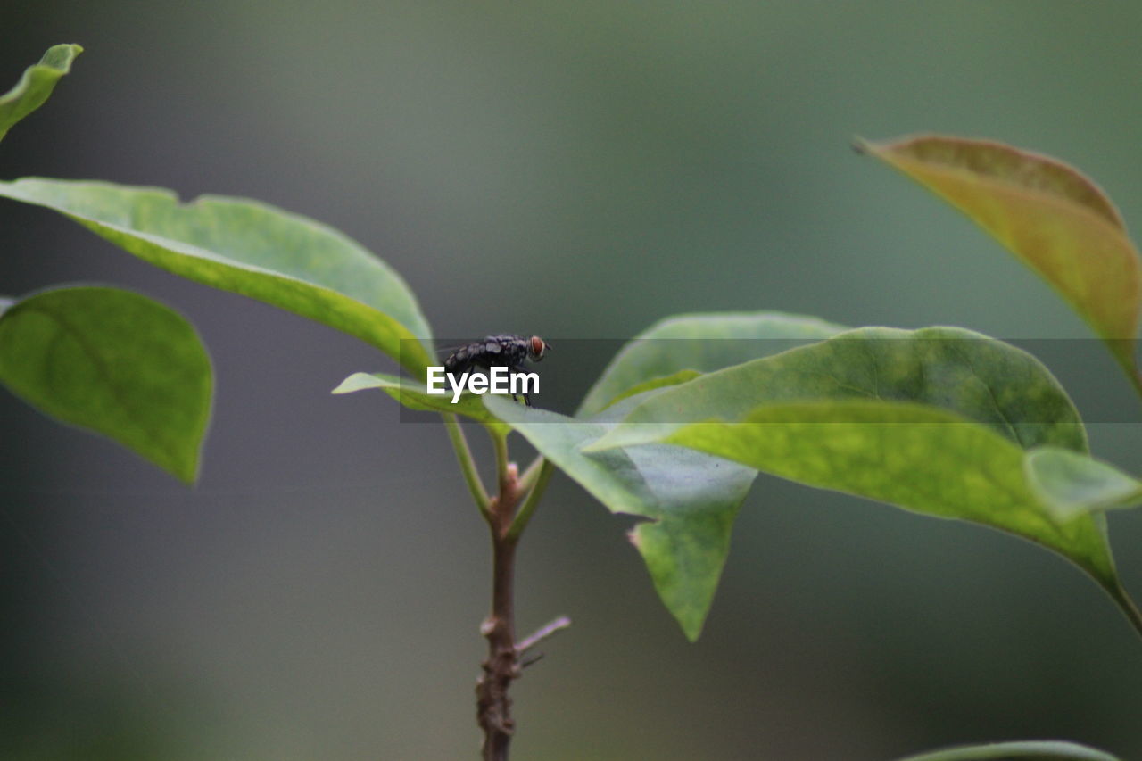 INSECT ON LEAF