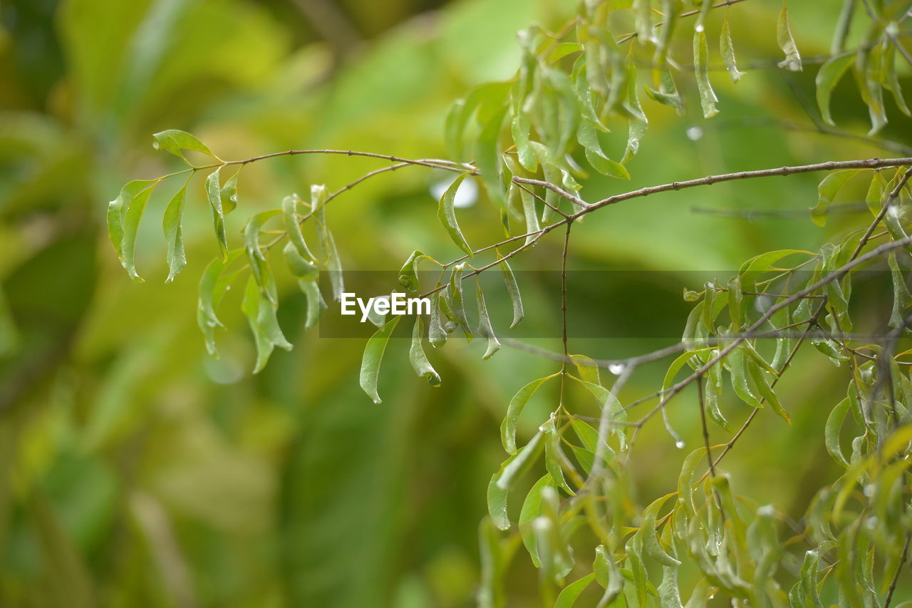 Close-up of fresh green leaf santalum album on plant