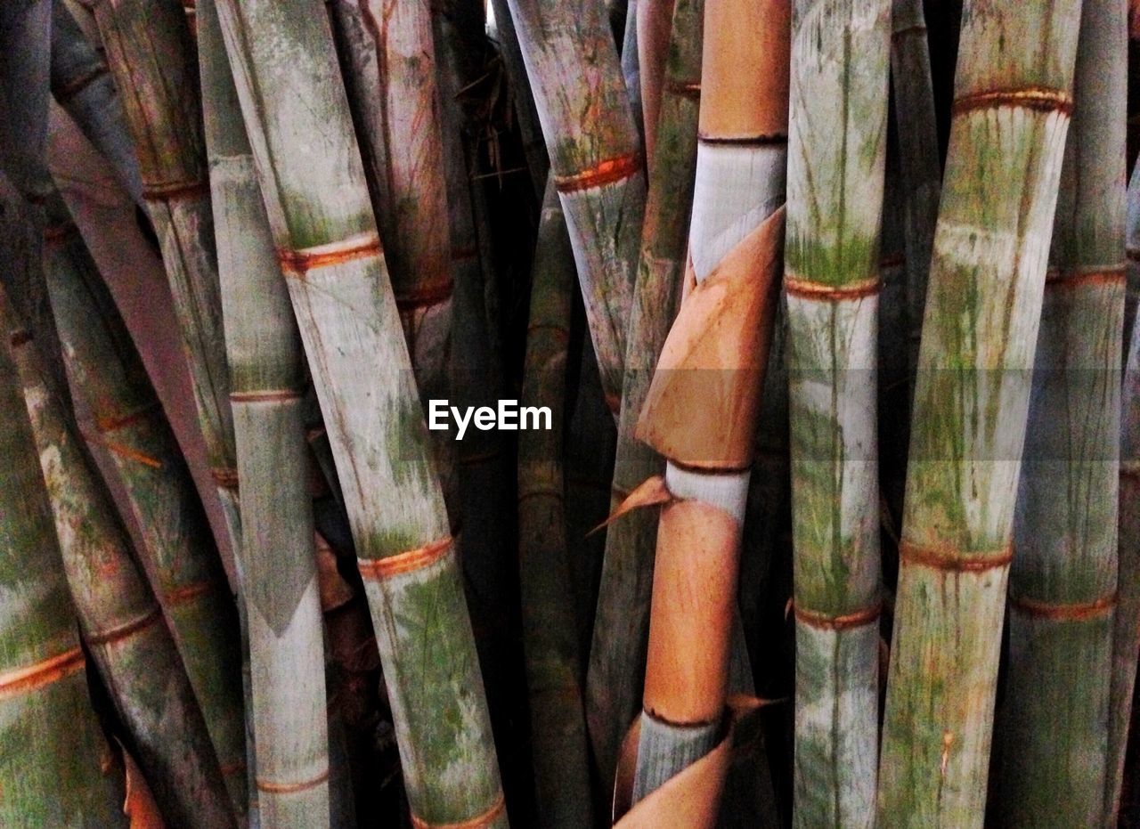 FULL FRAME SHOT OF BAMBOO ON STONE STRUCTURE