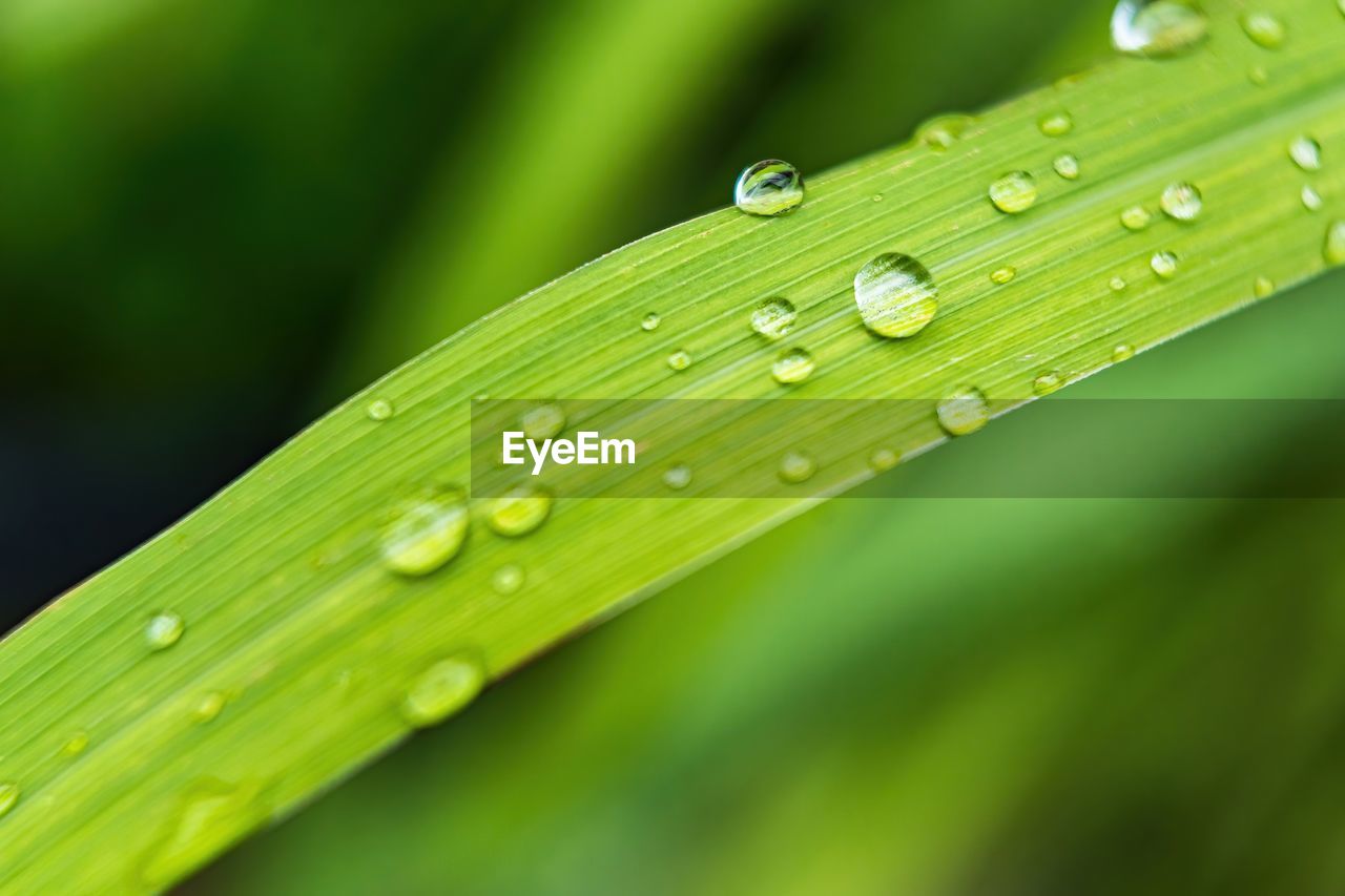 CLOSE-UP OF WATER DROPS ON LEAVES OF RAINDROPS ON PLANT