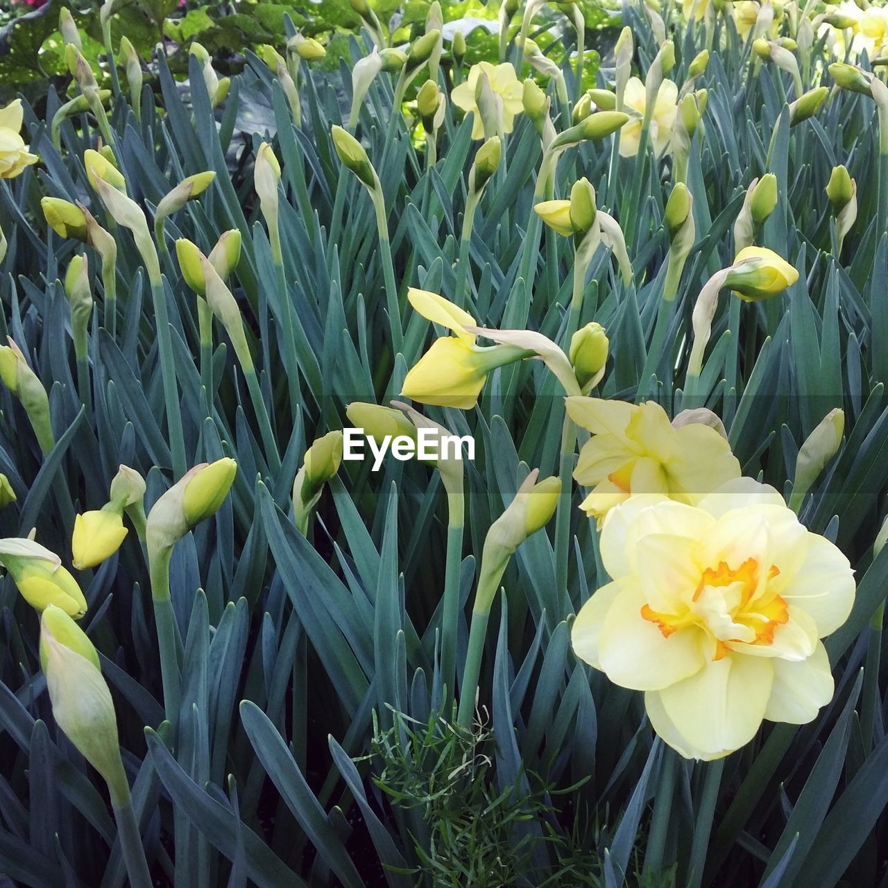 CLOSE-UP OF YELLOW FLOWERS